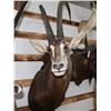 Image 1 : Taxidermy Sable Antelope Shoulder Mount