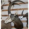 Image 2 : Taxidermy Sable Antelope Shoulder Mount