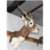 Image 1 : Taxidermy Blackbuck Shoulder Mount.