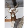 Image 2 : Taxidermy Blackbuck Shoulder Mount.
