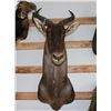 Image 1 : Taxidermy Hartebeest Shoulder Mount