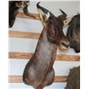 Image 2 : Taxidermy Hartebeest Shoulder Mount