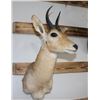 Image 1 : Taxidermy Reedbuck Shoulder Mount