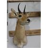 Image 2 : Taxidermy Reedbuck Shoulder Mount