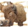 Image 1 : Taxidermy Buffalo Shoulder Mount
