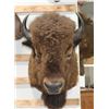Image 2 : Taxidermy Buffalo Shoulder Mount