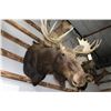Image 1 : Taxidermy Moose Shoulder Mount