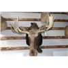 Image 2 : Taxidermy Moose Shoulder Mount