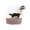 Image 1 : Full Mounted Skunk.