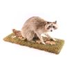 Image 1 : Full Mounted Raccoon.
