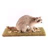 Image 2 : Full Mounted Raccoon.