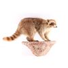 Image 1 : Wall Mounted Raccoon.