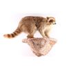 Image 2 : Wall Mounted Raccoon.