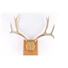 Image 2 : Whitetail Antler Mount
