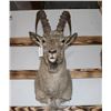 Image 1 : Taxidermy Ibex
