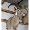 Image 2 : Taxidermy Ibex