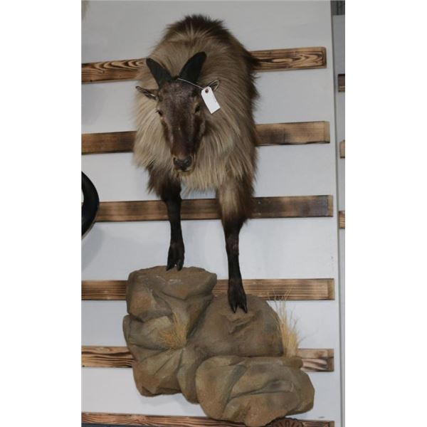 Taxidermy Half Mount Tahr Himalayan Goat