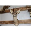 Image 1 : Taxidermy Dik Dik Shoulder Mount