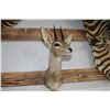 Image 2 : Taxidermy Dik Dik Shoulder Mount