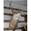 Image 1 : Taxidermy Mule Deer Shoulder Mount