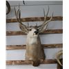Image 2 : Taxidermy Mule Deer Shoulder Mount