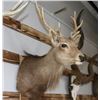 Image 2 : Taxidermy Sitka Shoulder Mount