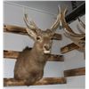Image 2 : Taxidermy Sitka Shoulder Mount