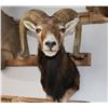 Image 1 : Taxidermy Mouflon Shoulder Mount