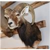 Image 2 : Taxidermy Mouflon Shoulder Mount