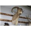 Image 1 : Taxidermy Aoudad Shoulder Mount