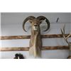 Image 2 : Taxidermy Aoudad Shoulder Mount