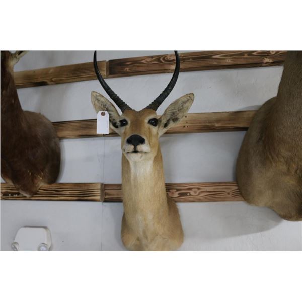 Taxidermy Reedbuck Shoulder Mount