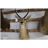 Image 1 : Taxidermy Reedbuck Shoulder Mount