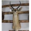 Image 2 : Taxidermy Reedbuck Shoulder Mount