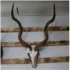 Image 1 : Greater Kudu Antler Mount