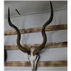 Image 2 : Greater Kudu Antler Mount
