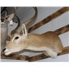 Image 1 : Taxidermy Lechwe Shoulder Mount
