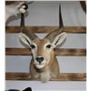 Image 2 : Taxidermy Lechwe Shoulder Mount