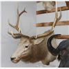 Image 1 : Taxidermy Elk Shoulder Mount
