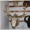 Image 2 : Taxidermy Elk Shoulder Mount