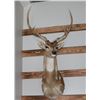 Image 1 : Taxidermy Whitetail Deer