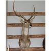 Image 2 : Taxidermy Whitetail Deer