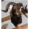Image 2 : Taxidermy Mouflon Mount
