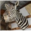 Image 1 : Taxidermy Zebra Shoulder Mount
