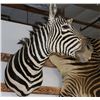 Image 2 : Taxidermy Zebra Shoulder Mount