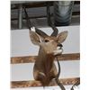 Image 1 : Taxidermy Greater Kudu Mount