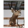 Image 2 : Taxidermy Greater Kudu Mount
