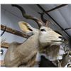 Image 1 : Taxidermy Greater Kudu Shoulder Mount