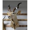Image 2 : Taxidermy Greater Kudu Shoulder Mount