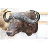 Image 1 : Taxidermy Water Buffalo Shoulder Mount